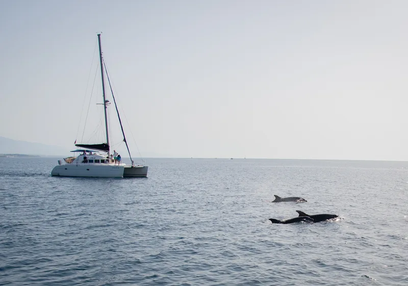 Delfin-Beobachtung Katamaran Mallorca